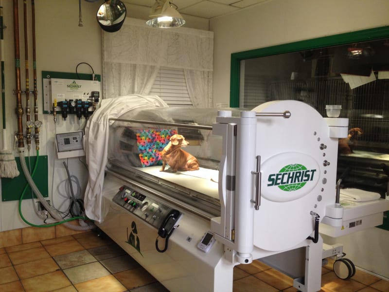 hyperbaric oxygen therapy for pets
